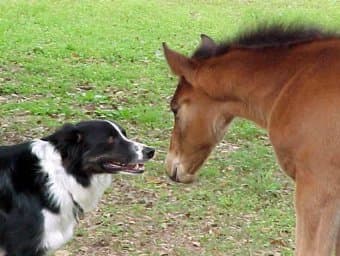Собака и Лошадь